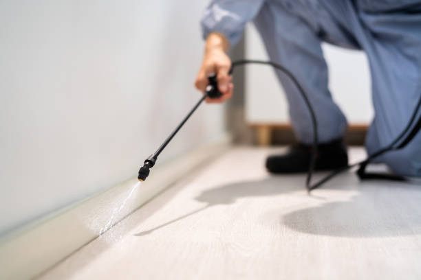 Licensed Wasp Control service in South Deerfield, MA - Nex Pest Control
